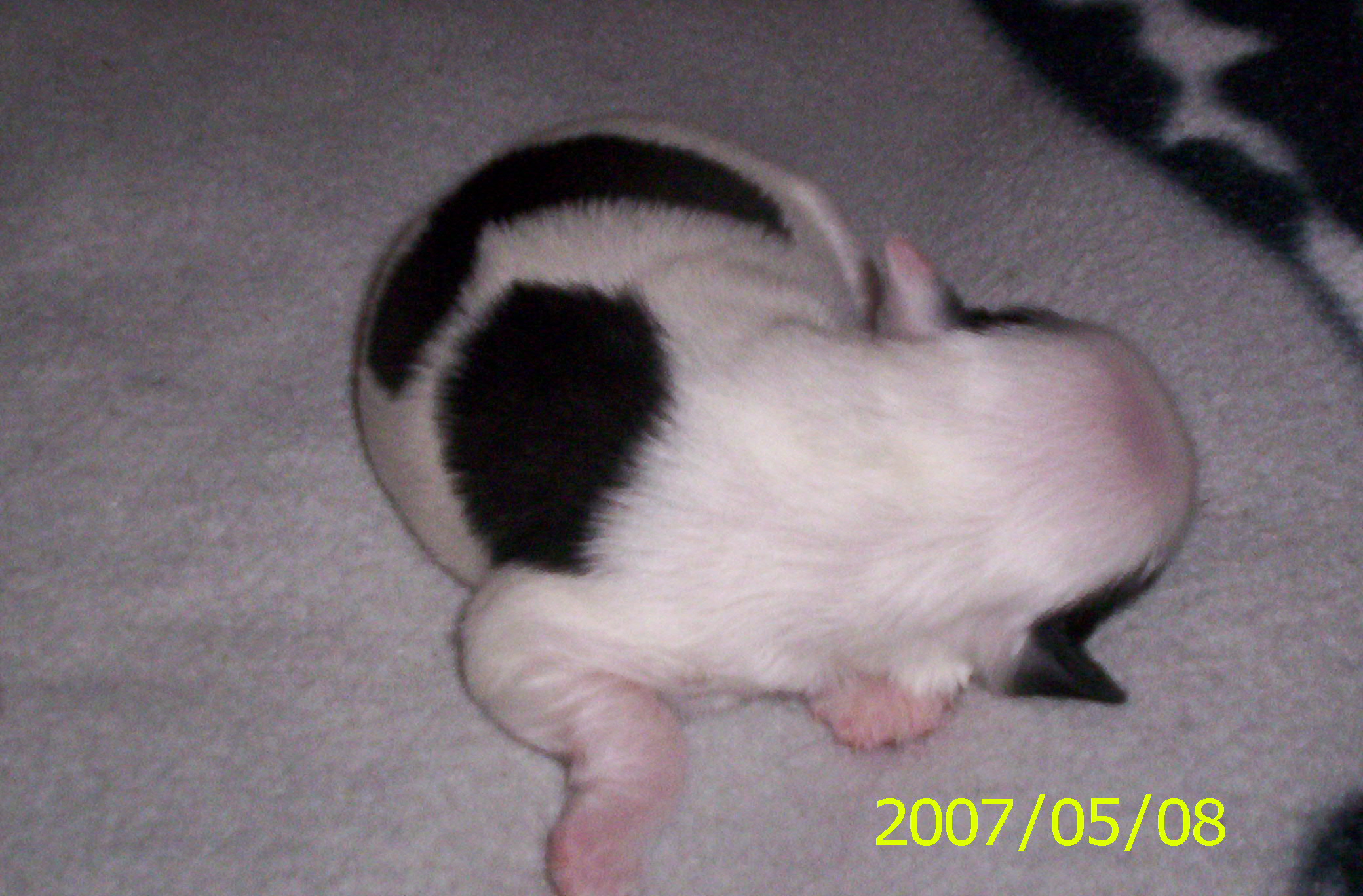100_08301.jpg